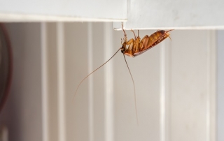 Close up a cockroach on white cupboard