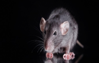 studio portrait of a brown domestic rat